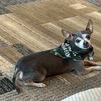 Lost Pet Image