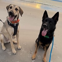 Lost Pet Image