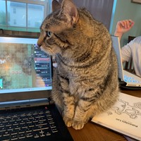 Lost Pet Image