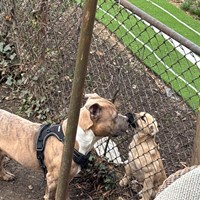 Lost Pet Image