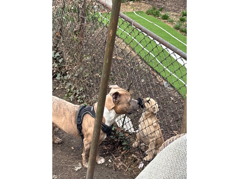 Pet Photo