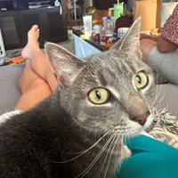 Lost Pet Image