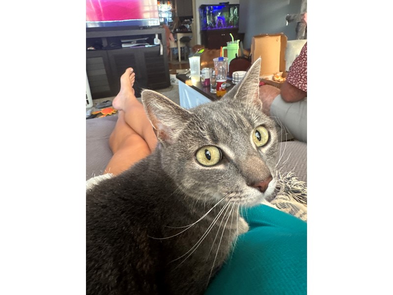 Pet Photo