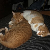 Lost Pet Image