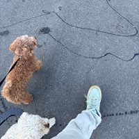 Lost Pet Image