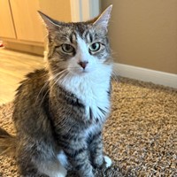 Lost Pet Image
