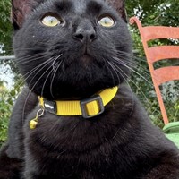 Lost Pet Image