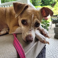 Lost Pet Image