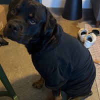 Lost Pet Image