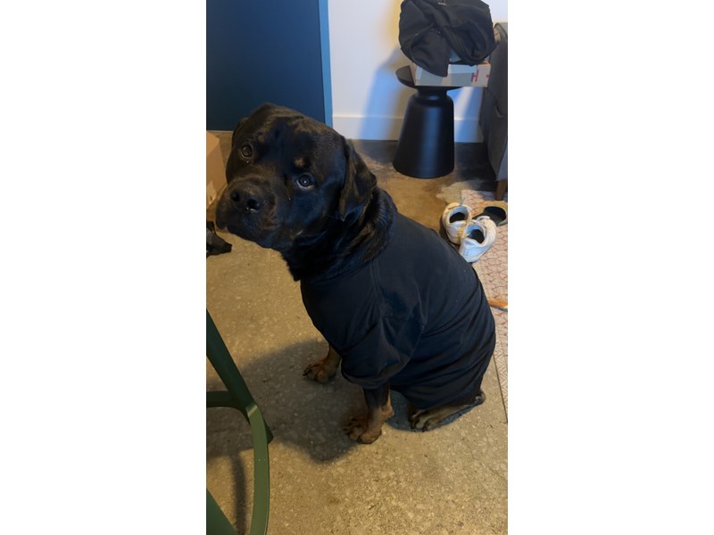 Pet Photo