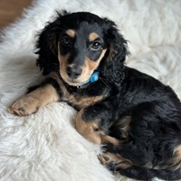 Lost Pet Image