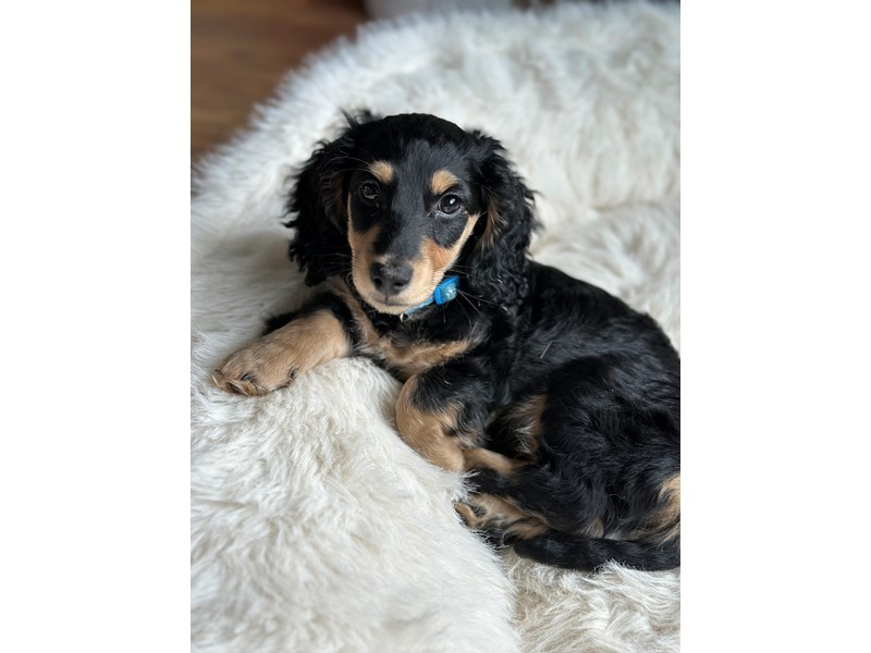 Pet Photo