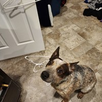Lost Pet Image