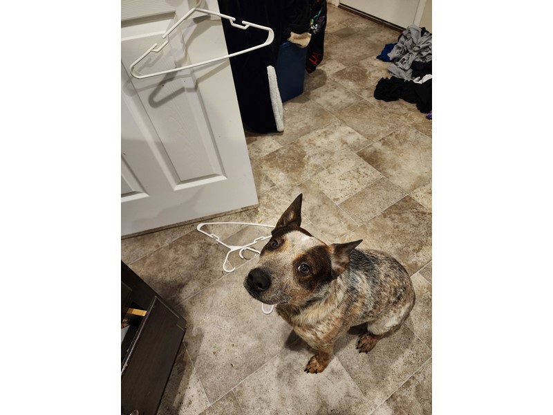 Pet Photo