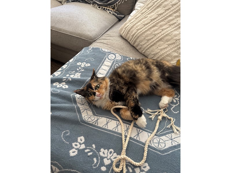 Pet Photo