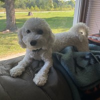 Lost Pet Image