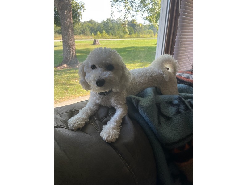 Pet Photo