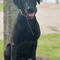 Lost Pet Image