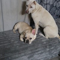 Lost Pet Image