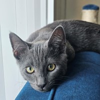 Lost Pet Image
