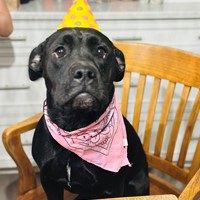 Lost Pet Image
