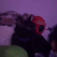 Lost Pet Image
