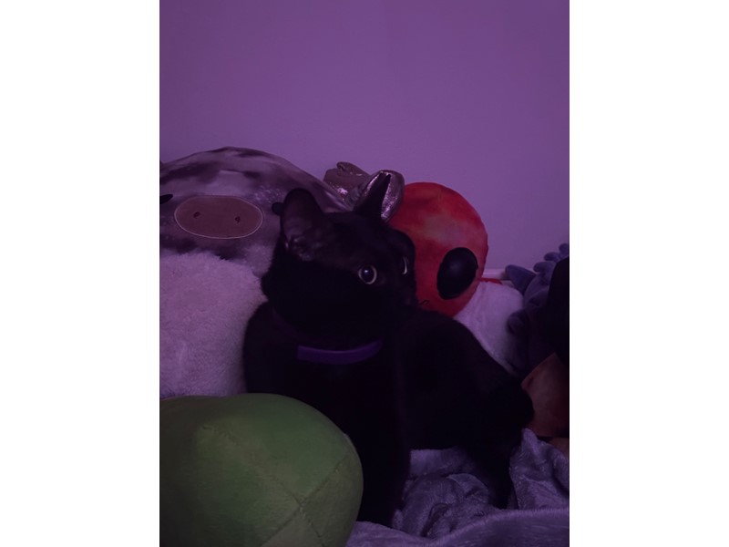 Pet Photo