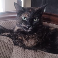 Lost Pet Image