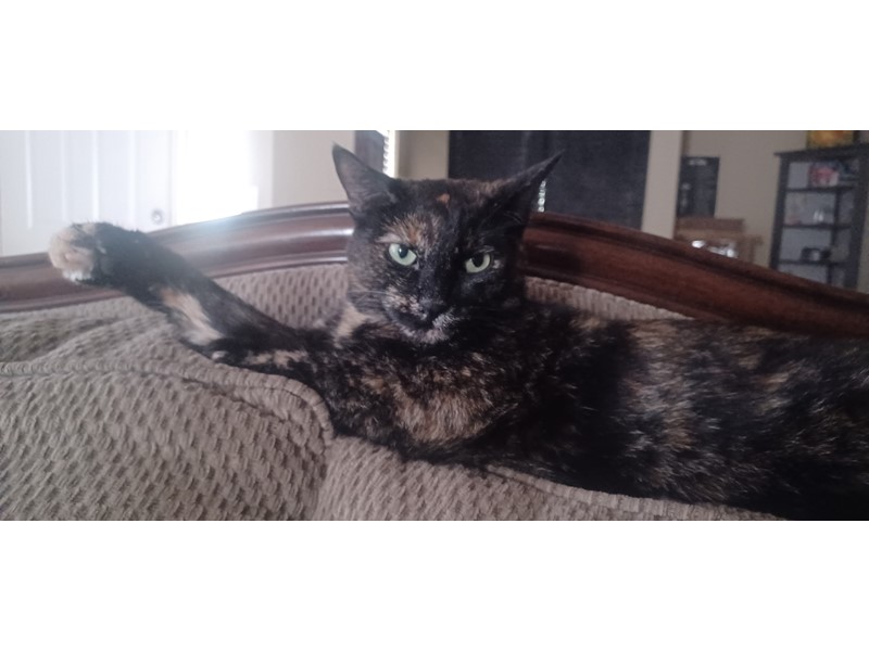 Pet Photo