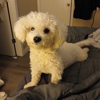 Lost Pet Image