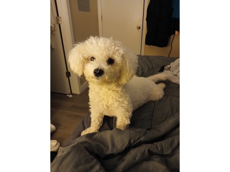 Pet Photo