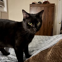 Lost Pet Image