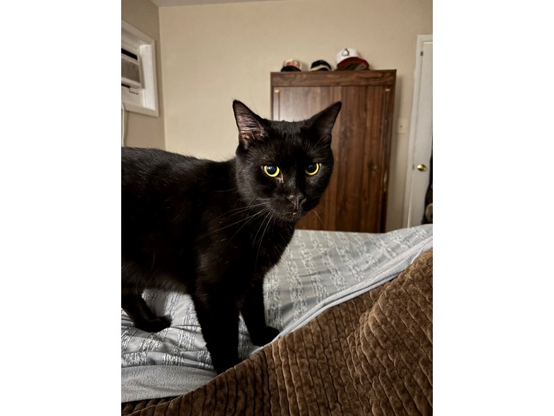Pet Photo