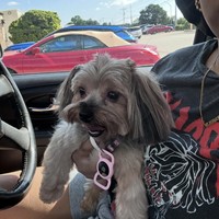 Lost Pet Image
