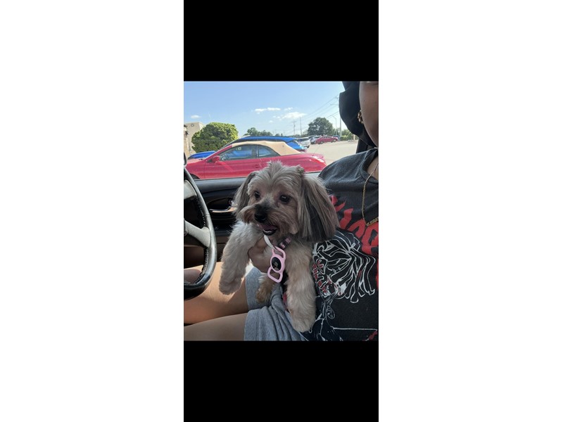 Pet Photo