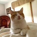 Nemo, Domestic Short Hair, lost pet near Fountain, CO