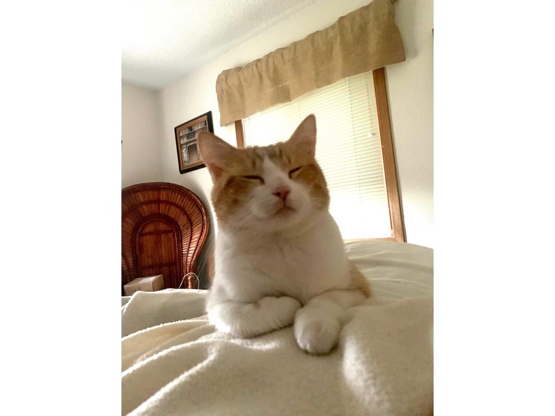 Pet Photo