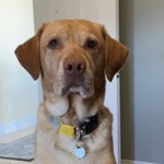 Buddy, Labrador Retriever, lost pet near Summerlin, NV