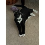 Theodore