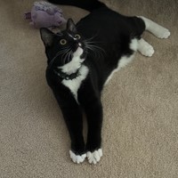 Lost Pet Image