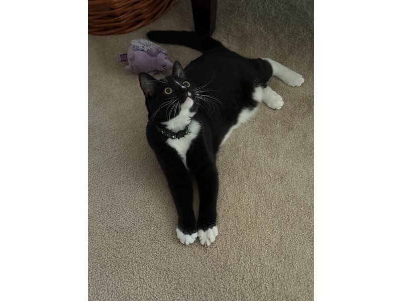 Pet Photo