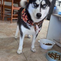 Lost Pet Image