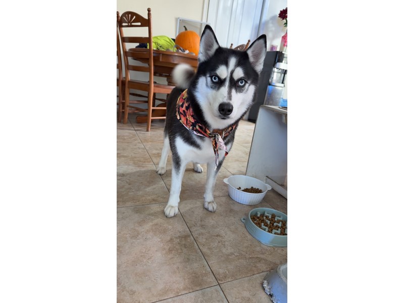 Pet Photo