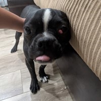Lost Pet Image