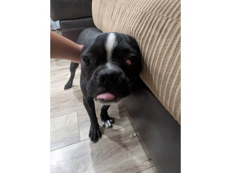 Pet Photo