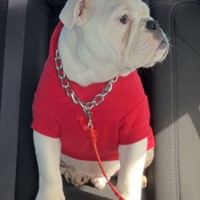 Lost Pet Image