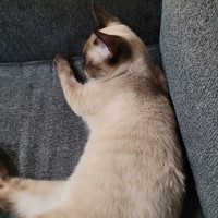 Lost Pet Image