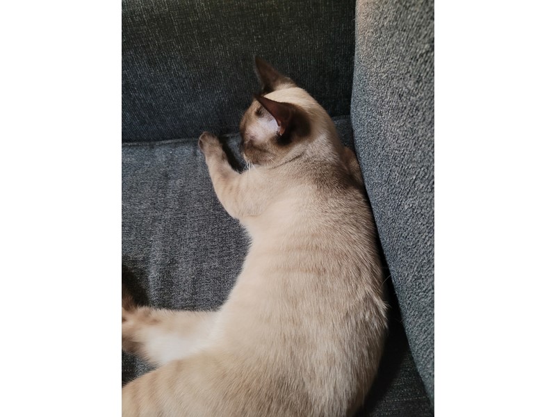Pet Photo