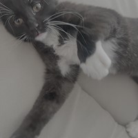 Lost Pet Image