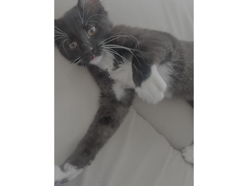 Pet Photo